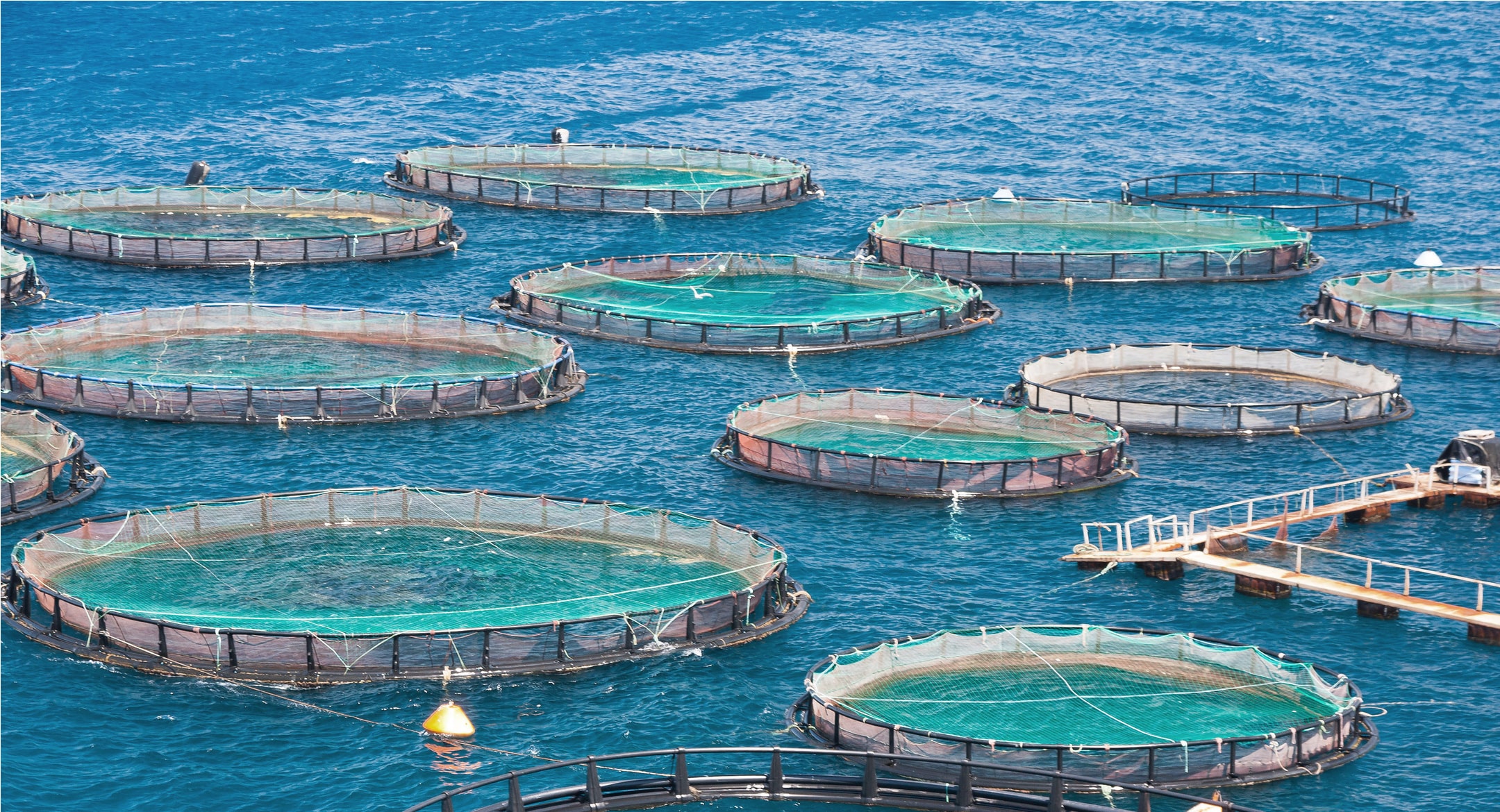 «FRESH FISH» — это проект по разведению форели который входит в группу компании «ALTYN JULDYZ». Производственная мощность на наших хозяйствах составляет 3000 тонн форели в год.