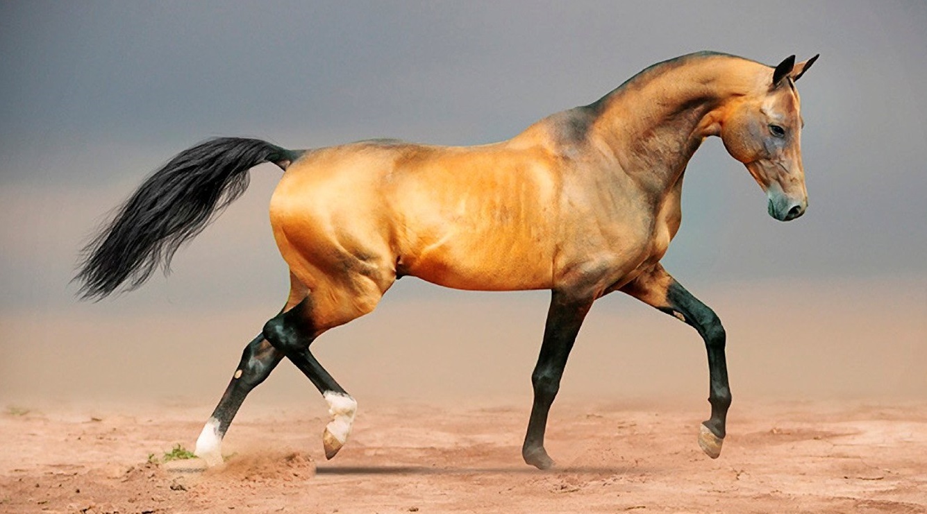 Конный завод «ALTYN JULDYZ» – специализируется на разведении лошадей древнейшей Ахалтекинской породы.